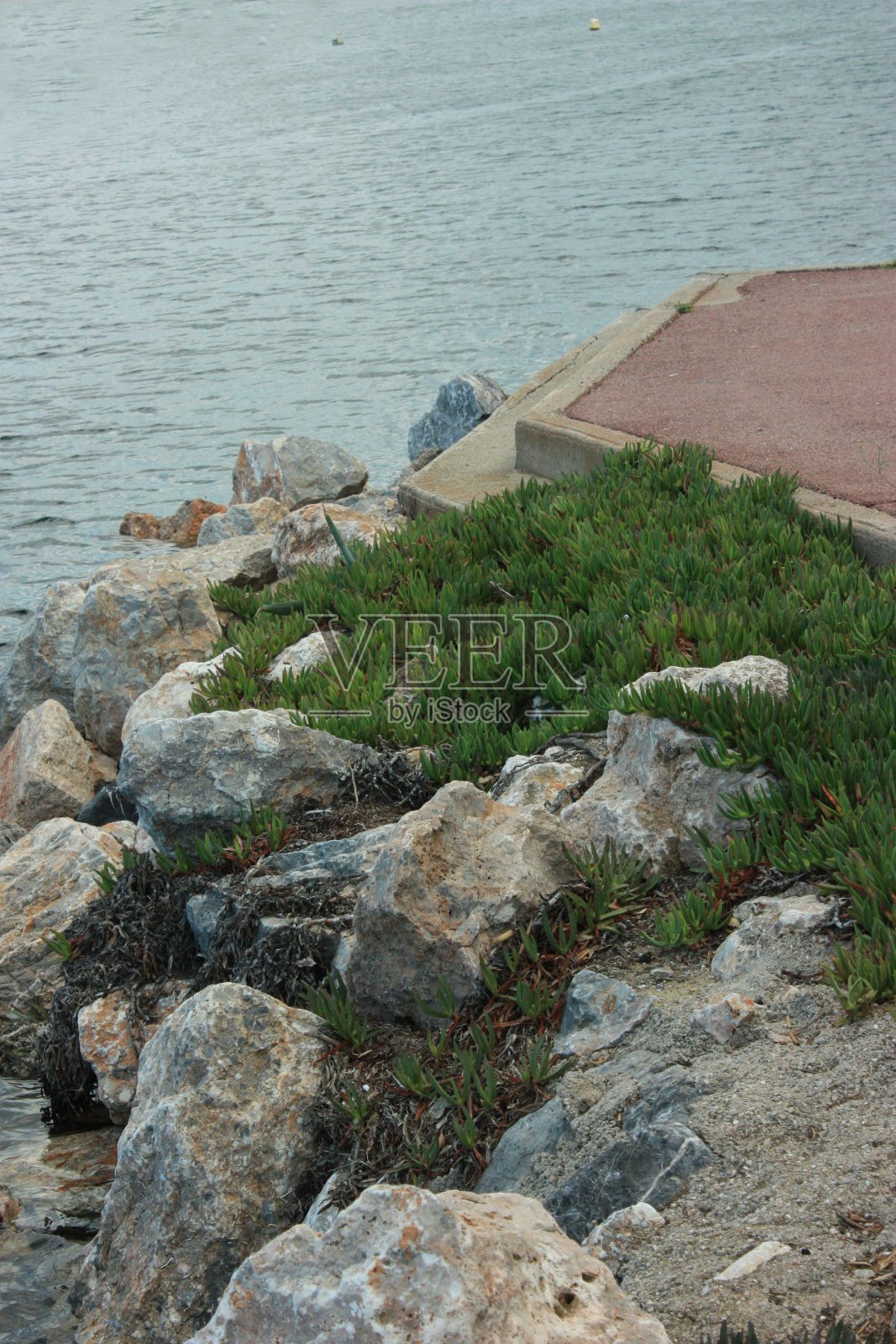 海滨保护岩石毗邻码头，多肉植物花圃照片摄影图片
