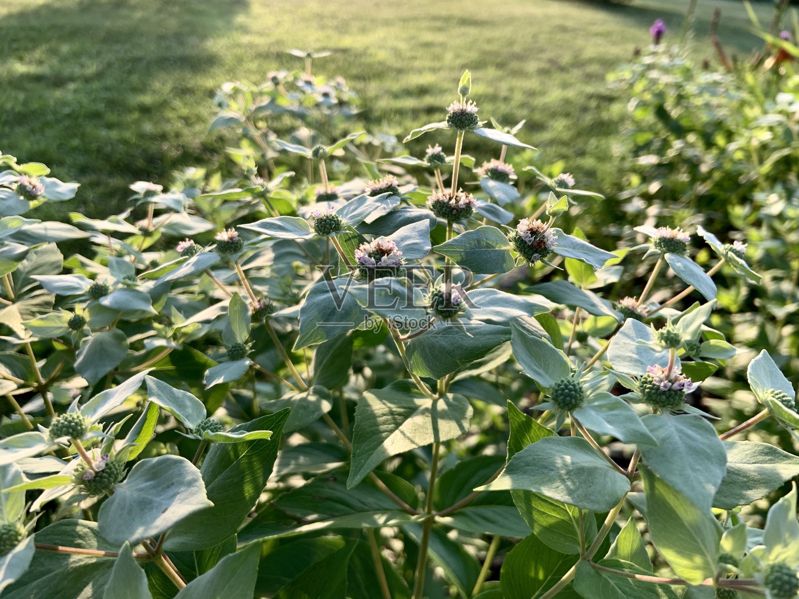 山薄荷是一种传粉者照片摄影图片