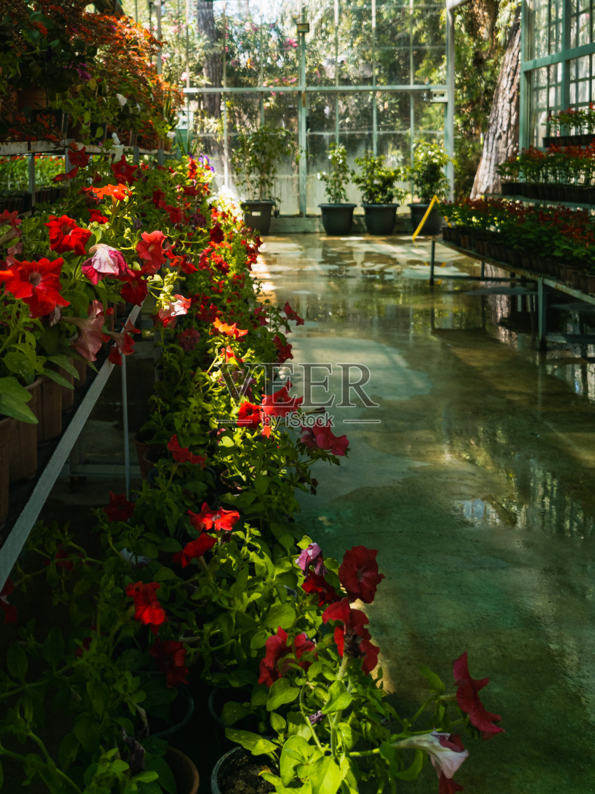 花盆里的花排列在温室的架子上照片摄影图片