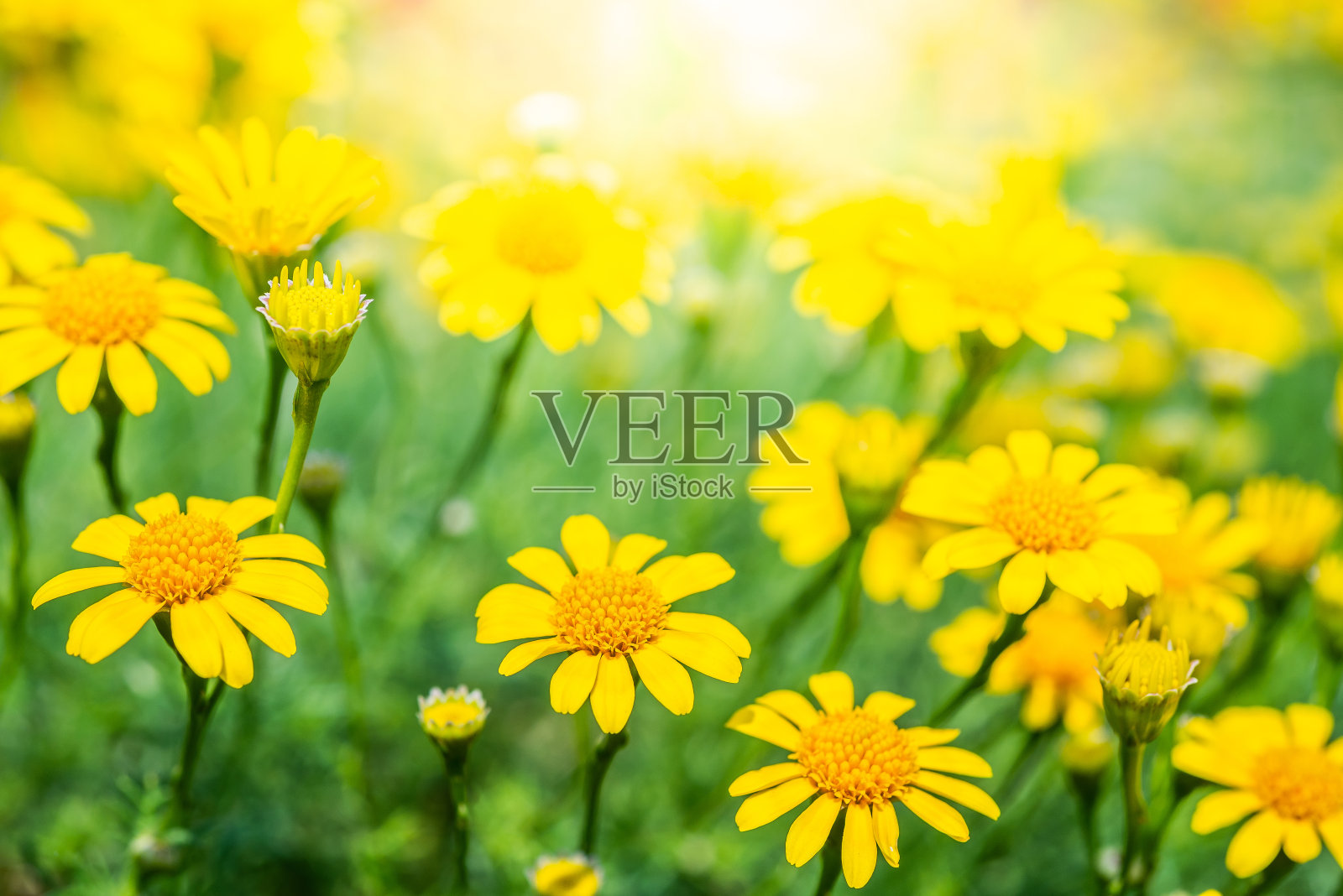 花园中美丽的黄色雏菊。花壁纸背景照片摄影图片