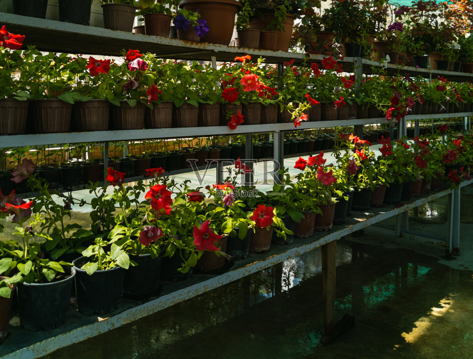 花盆里的花排列在温室的架子上照片摄影图片