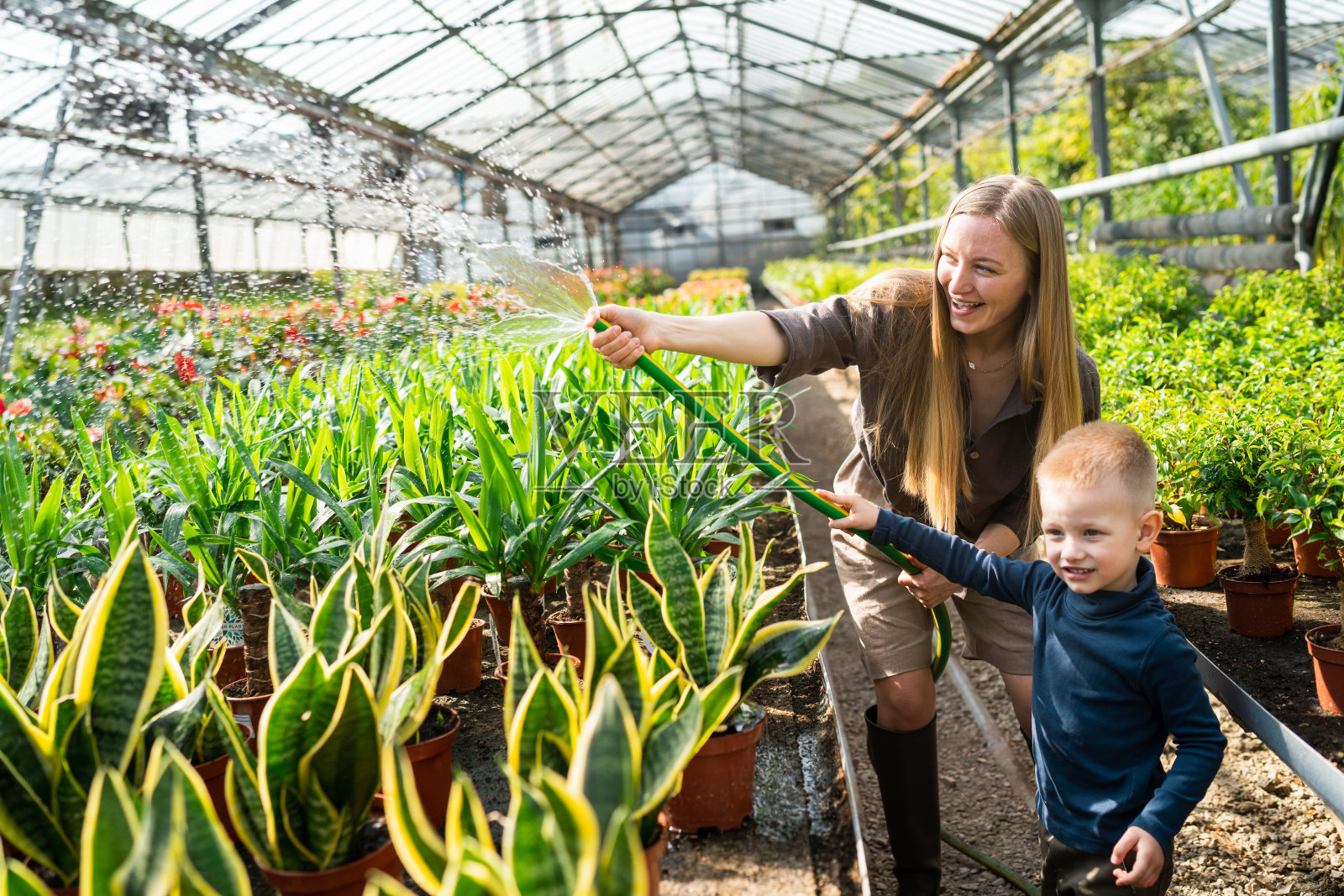 快乐的女人和她的儿子用软管给温室里的植物浇水照片摄影图片