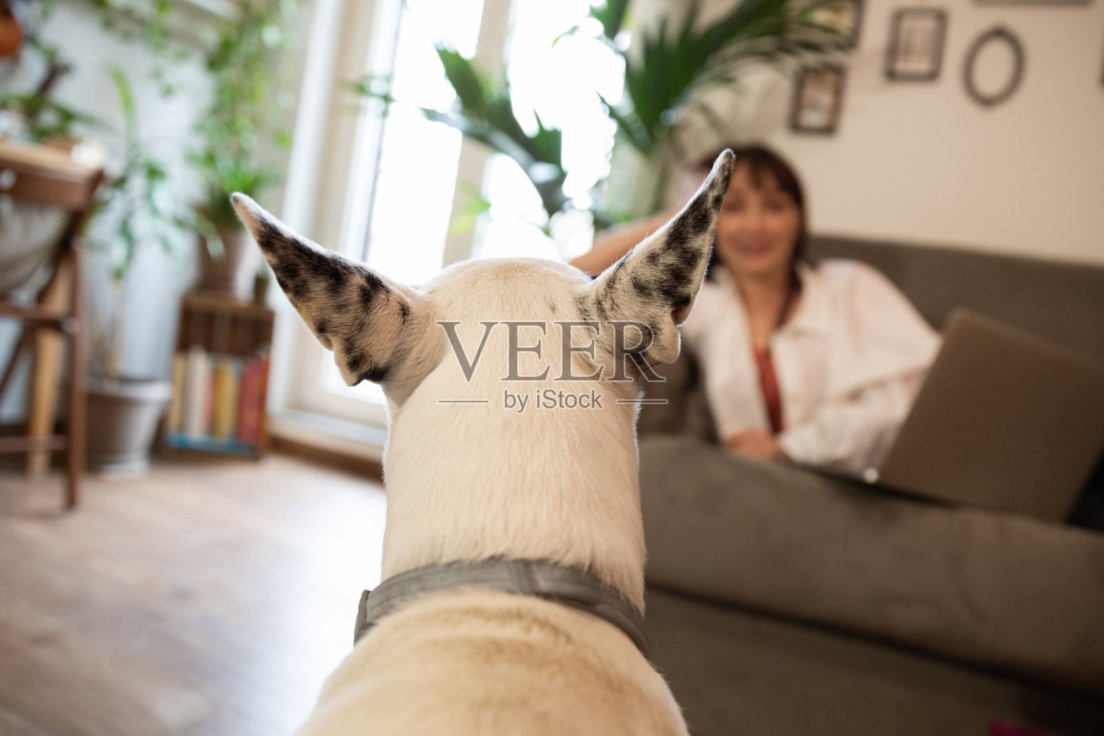 狗的观点照片摄影图片