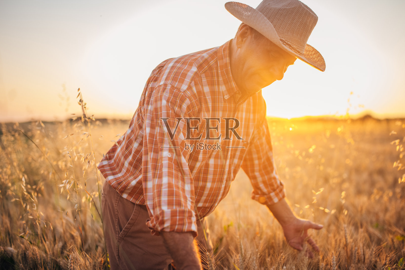 一个农民在金色的麦田里照片摄影图片