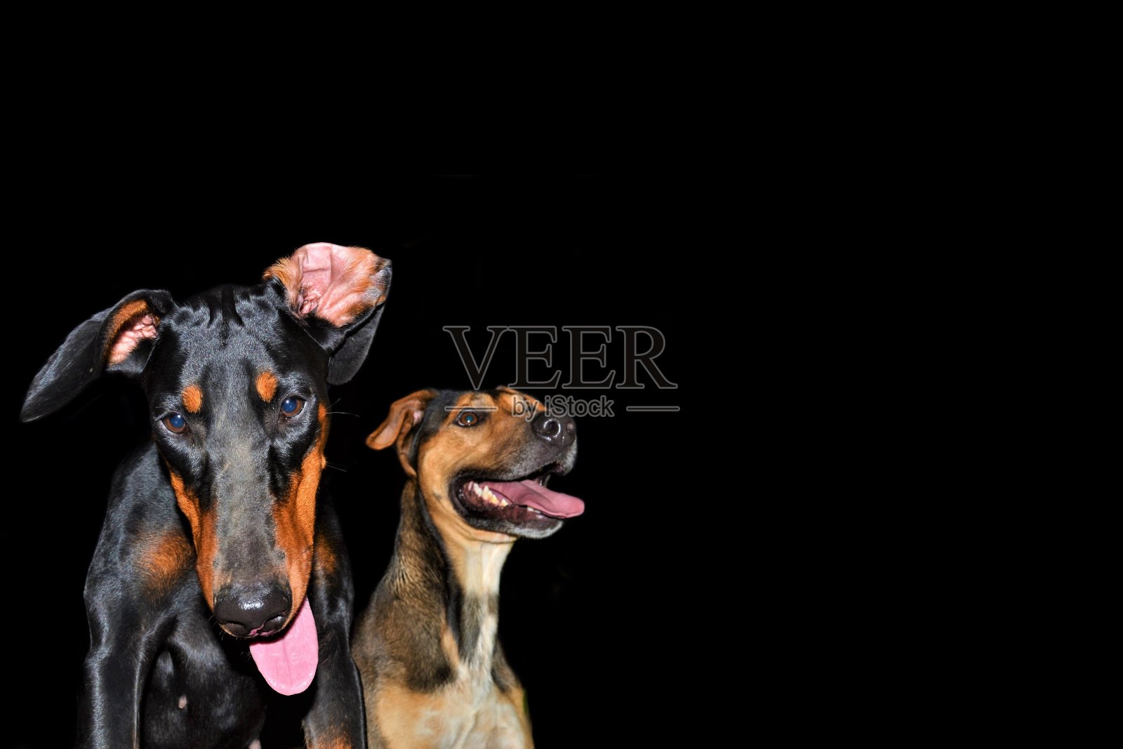 杜宾犬的狗backgropund照片摄影图片