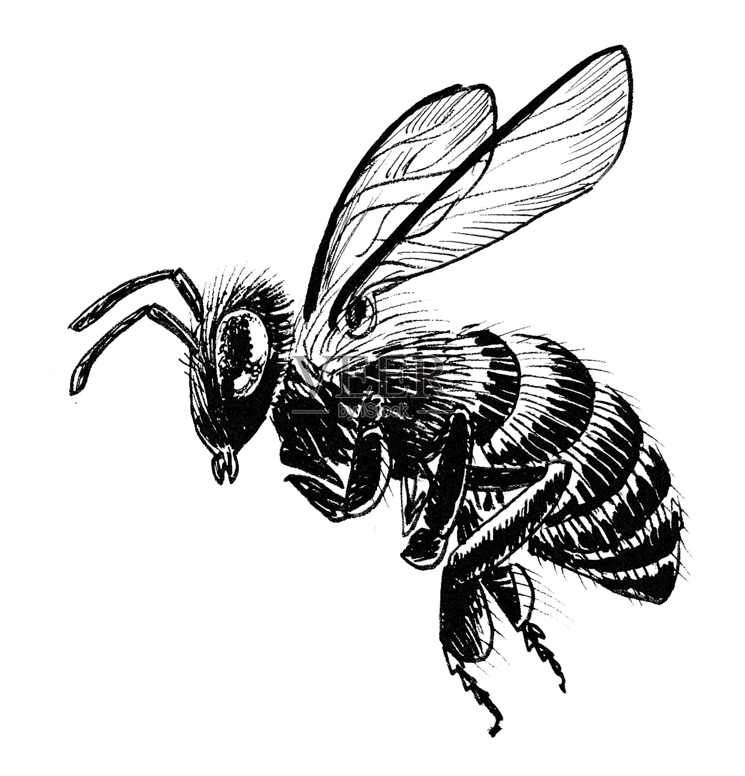 会飞的蜜蜂插画图片素材