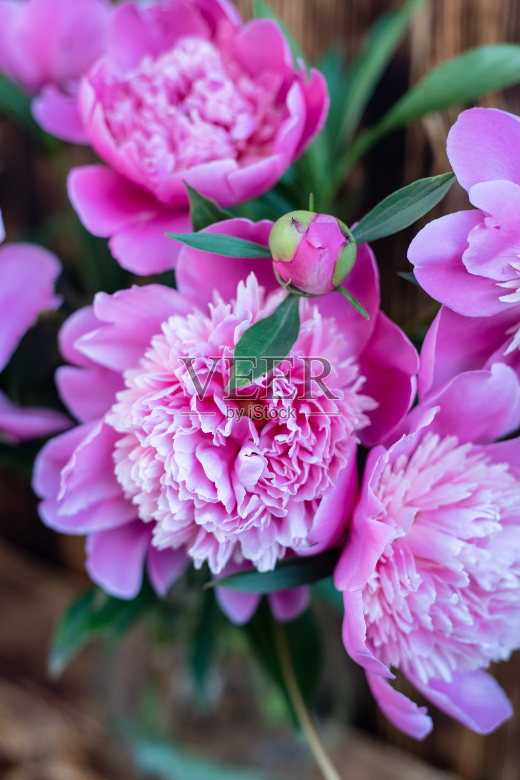 牡丹和花蕾被浓密的绿叶包围。背景是一堵木墙。照片摄影图片