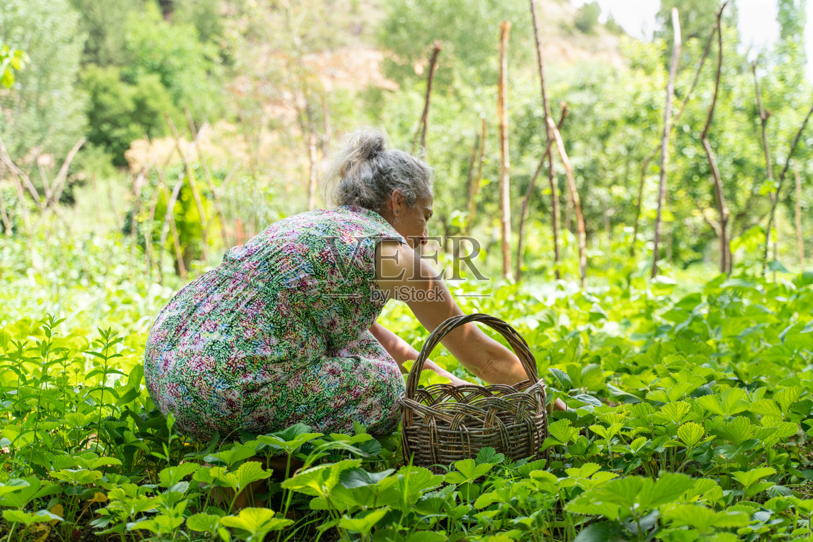 老妇人在收获蔬菜照片摄影图片
