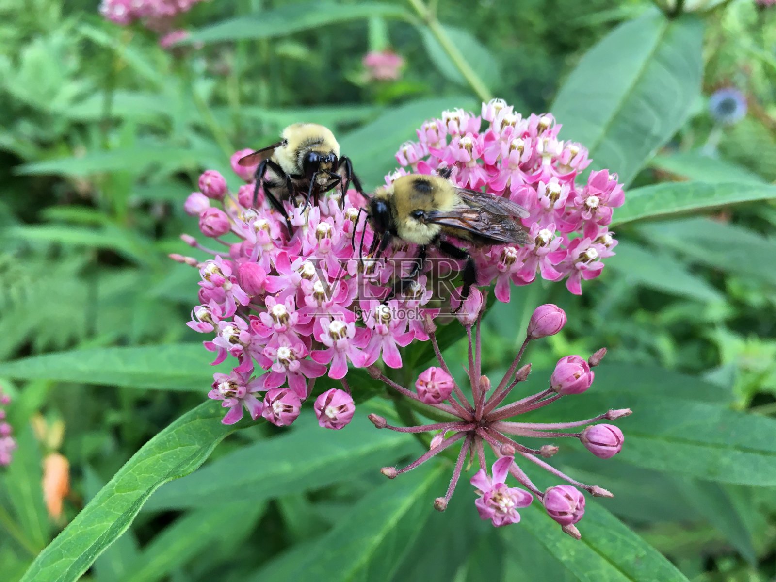 七月，在纽约曼哈顿中央公园的莎士比亚花园。照片摄影图片