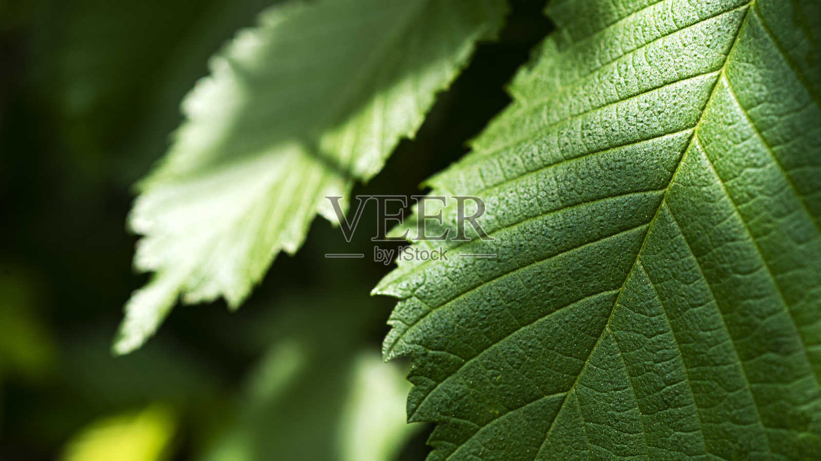 绿色的树叶照片摄影图片