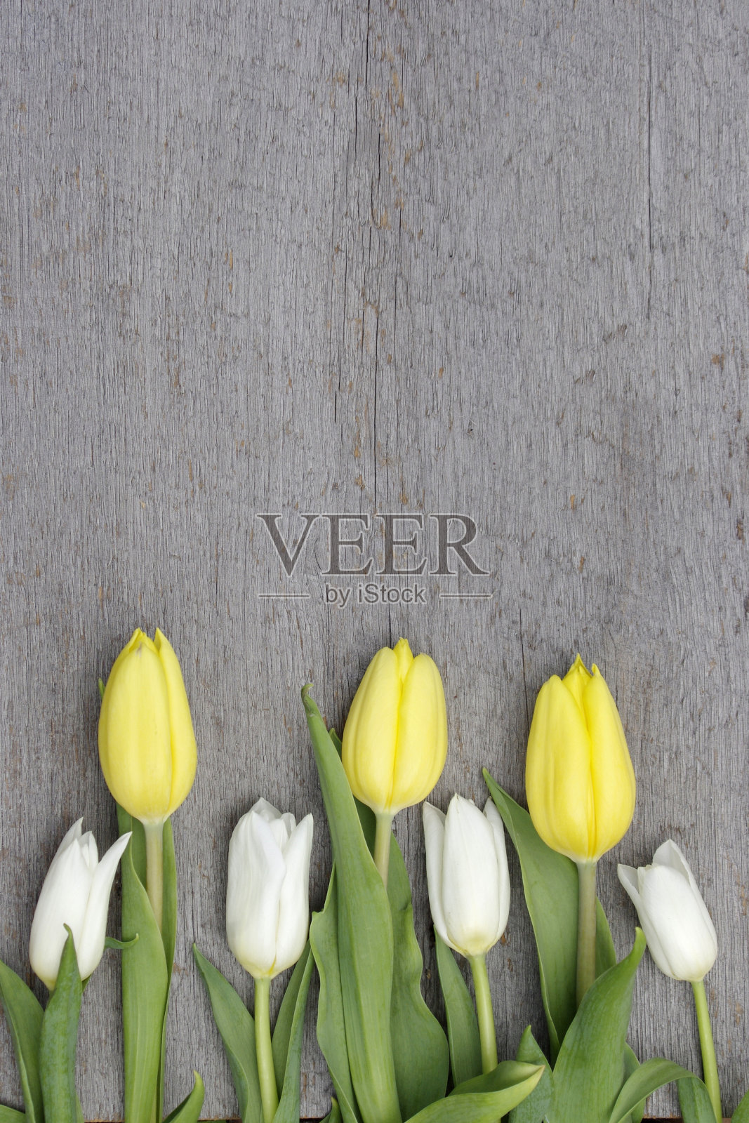 黄色和白色的郁金香框架在木制的背景照片摄影图片