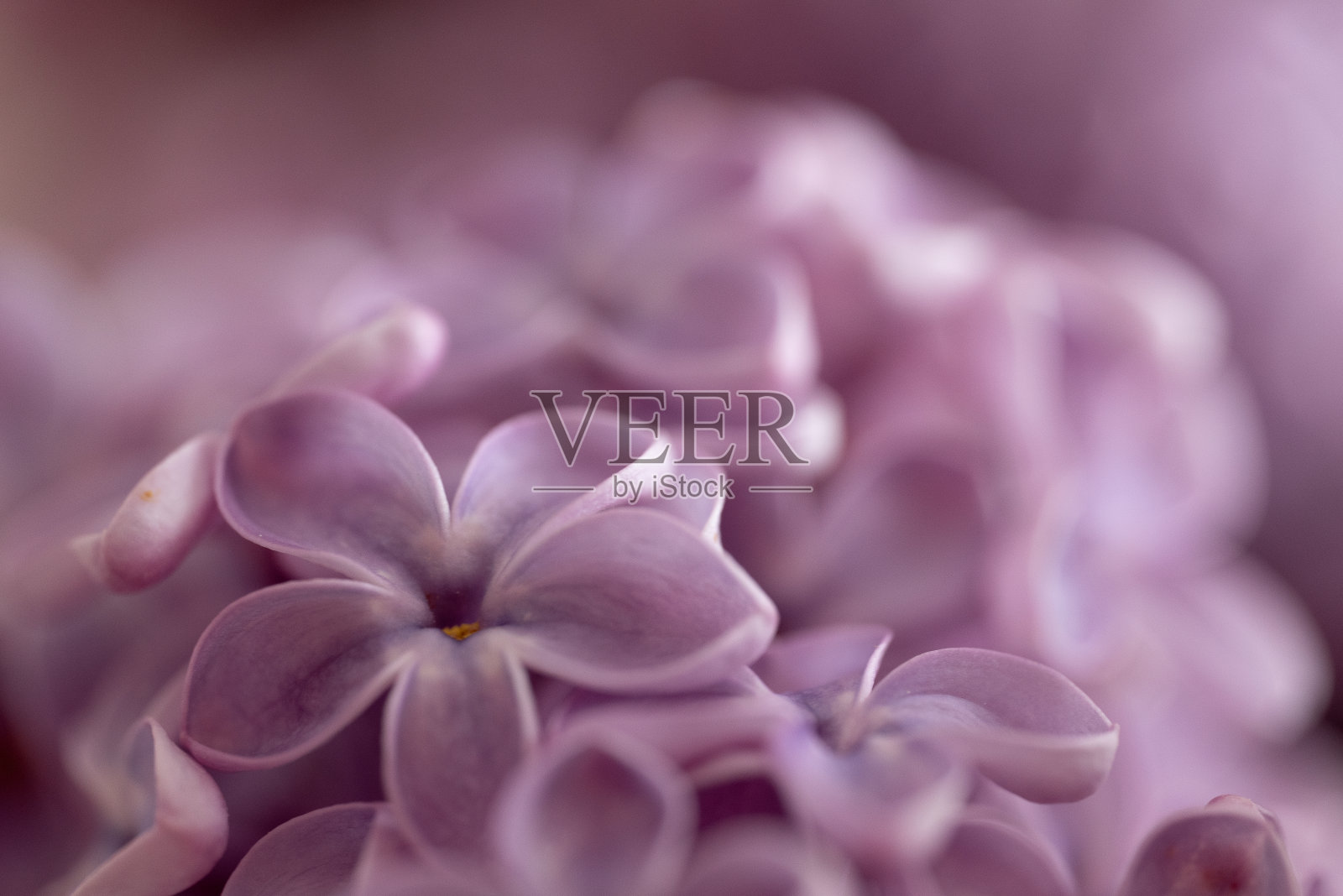 丁香树照片摄影图片