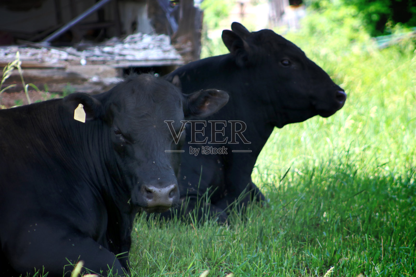 两头奶牛躺在阴凉的草地上照片摄影图片