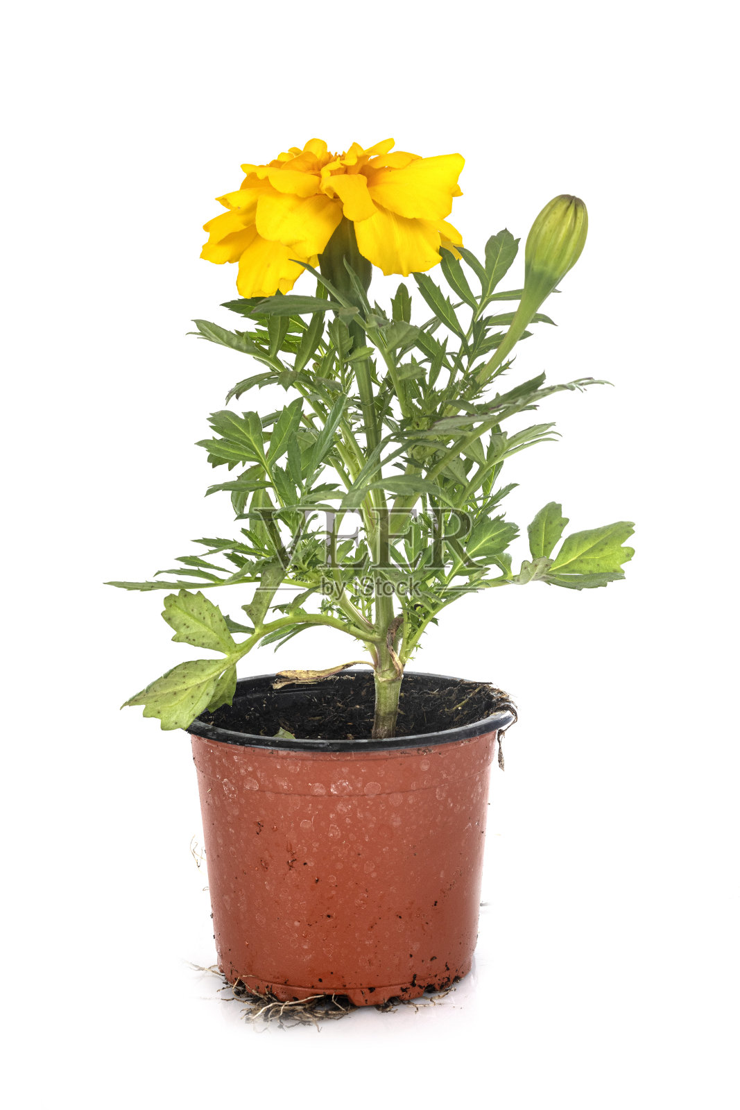 万寿菊照片摄影图片