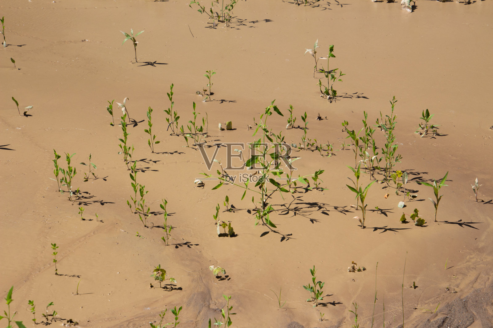 大雨过后，绿色植物在湿泥中生长照片摄影图片