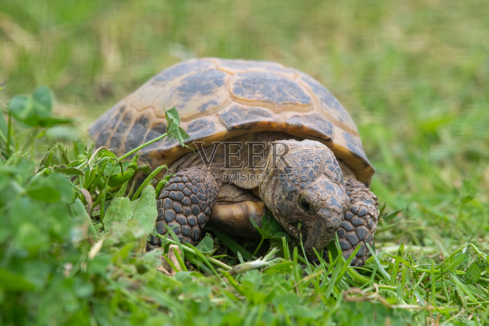 小乌龟在草地上行走照片摄影图片