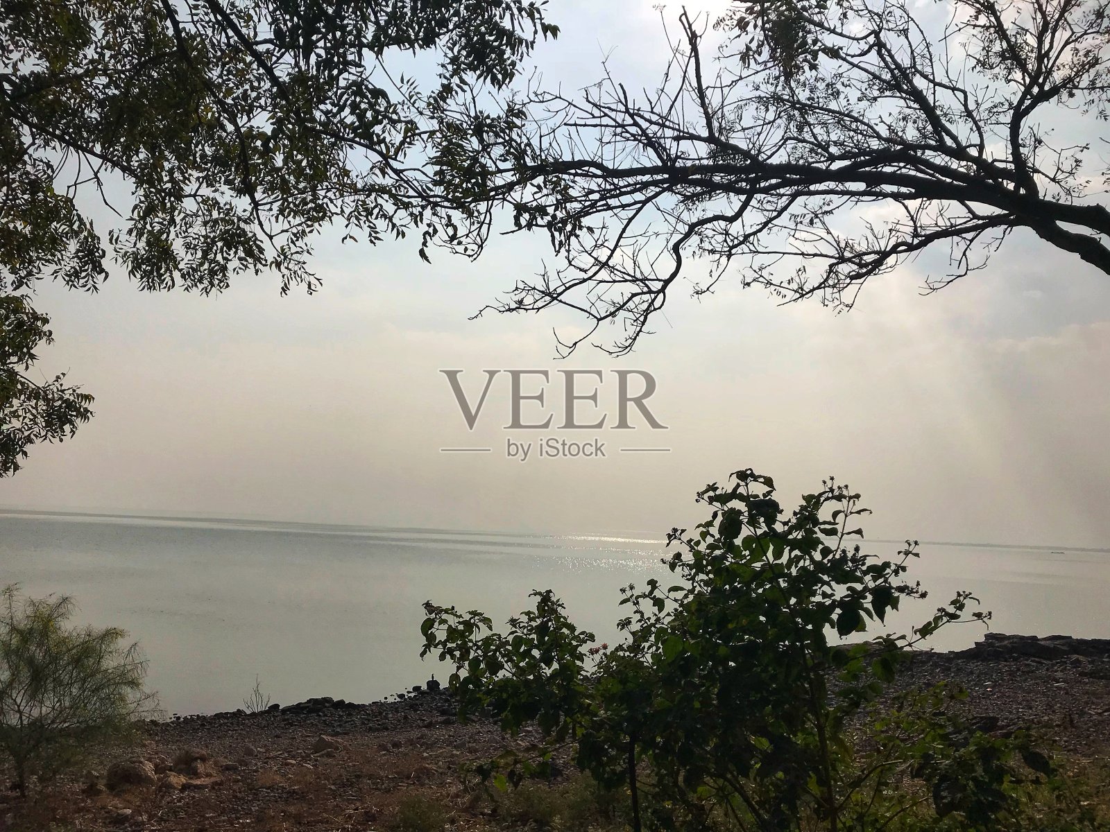 树照片摄影图片