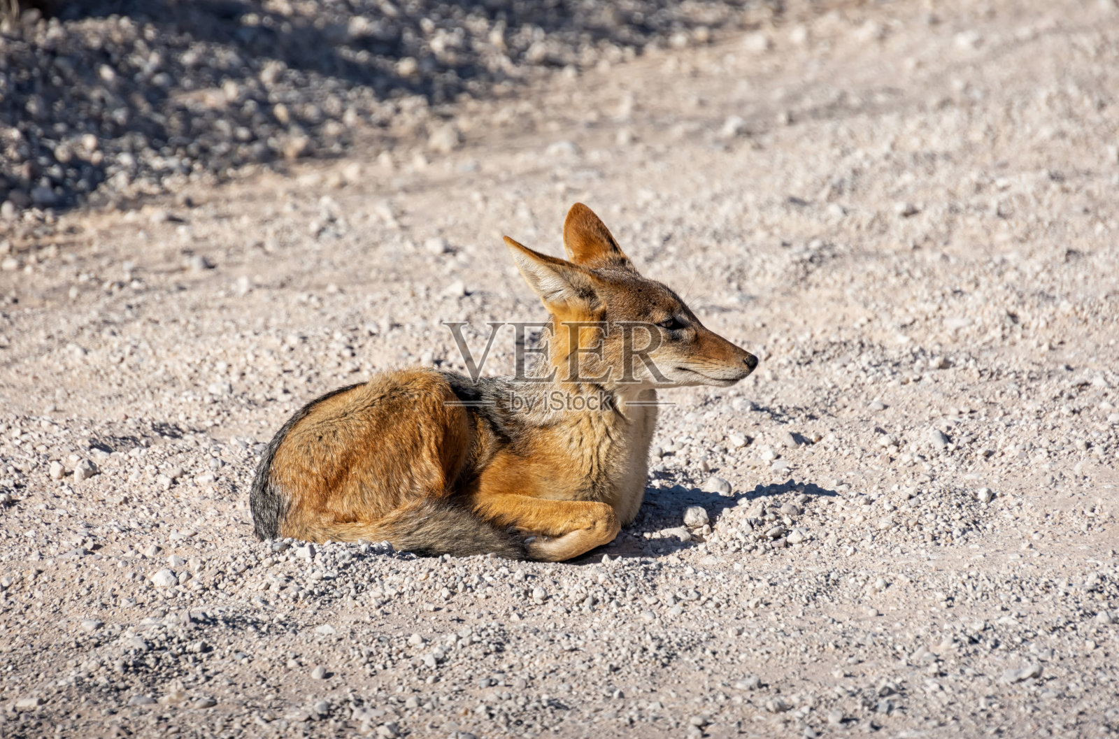 黑背豺照片摄影图片