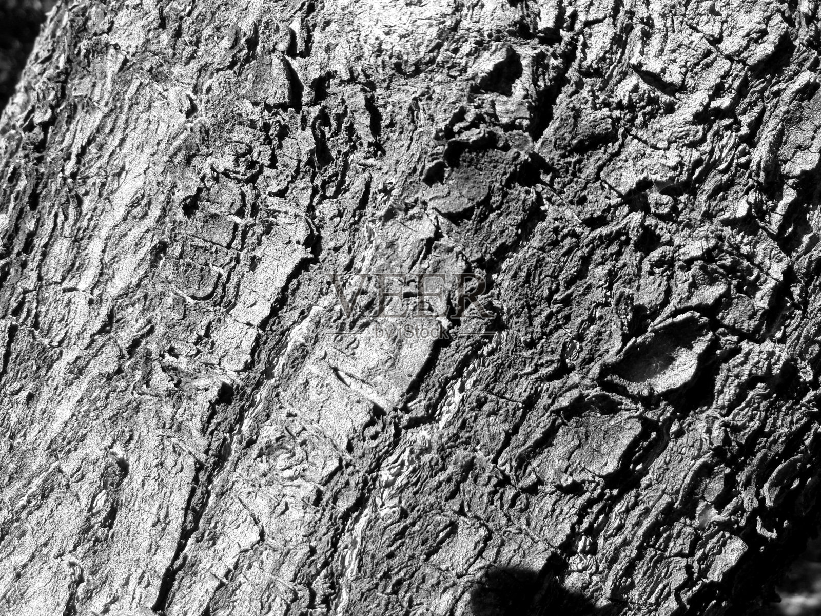 黑白照片与苔藓和地衣浮雕纹理。树皮的圆形全景图。树皮纹理特写，树皮纹理背景。中午在太阳下拍照照片摄影图片