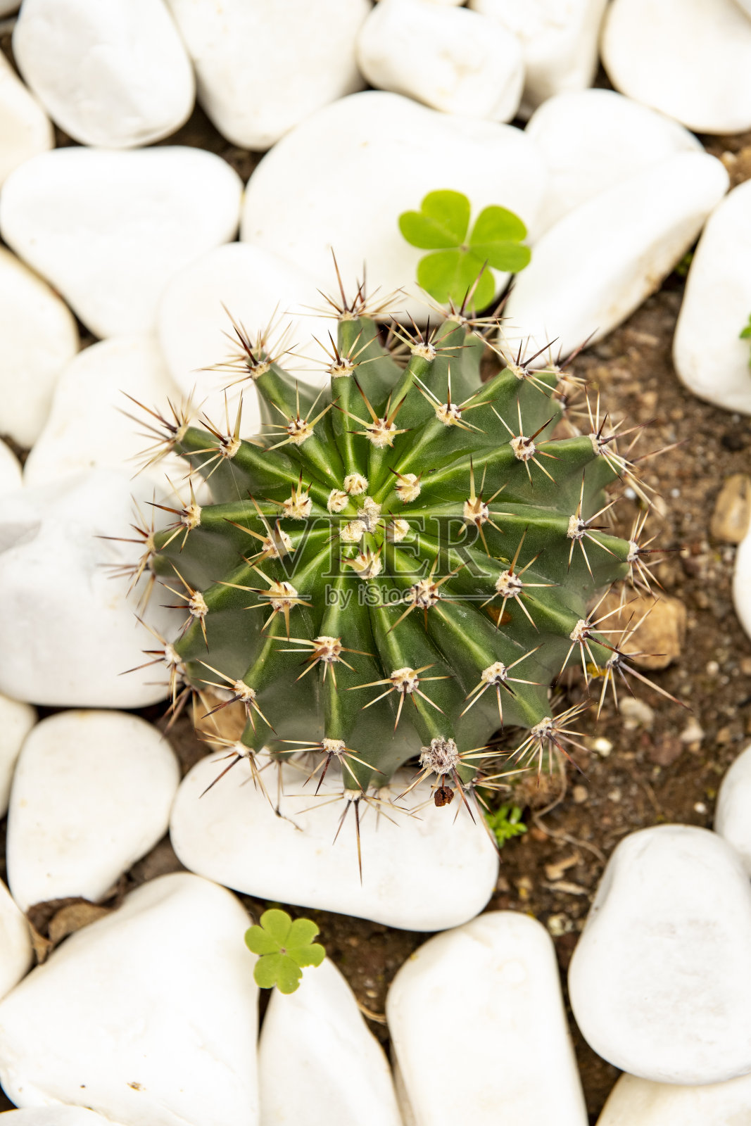 盆栽的仙人掌照片摄影图片