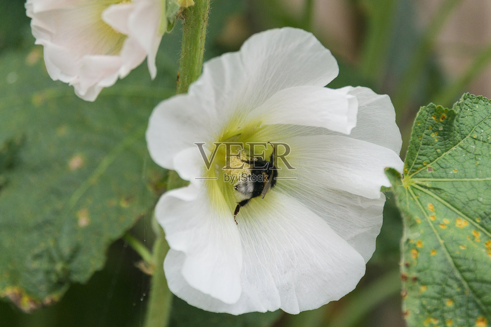 大黄蜂在一种普通蜀葵的白花上。照片摄影图片