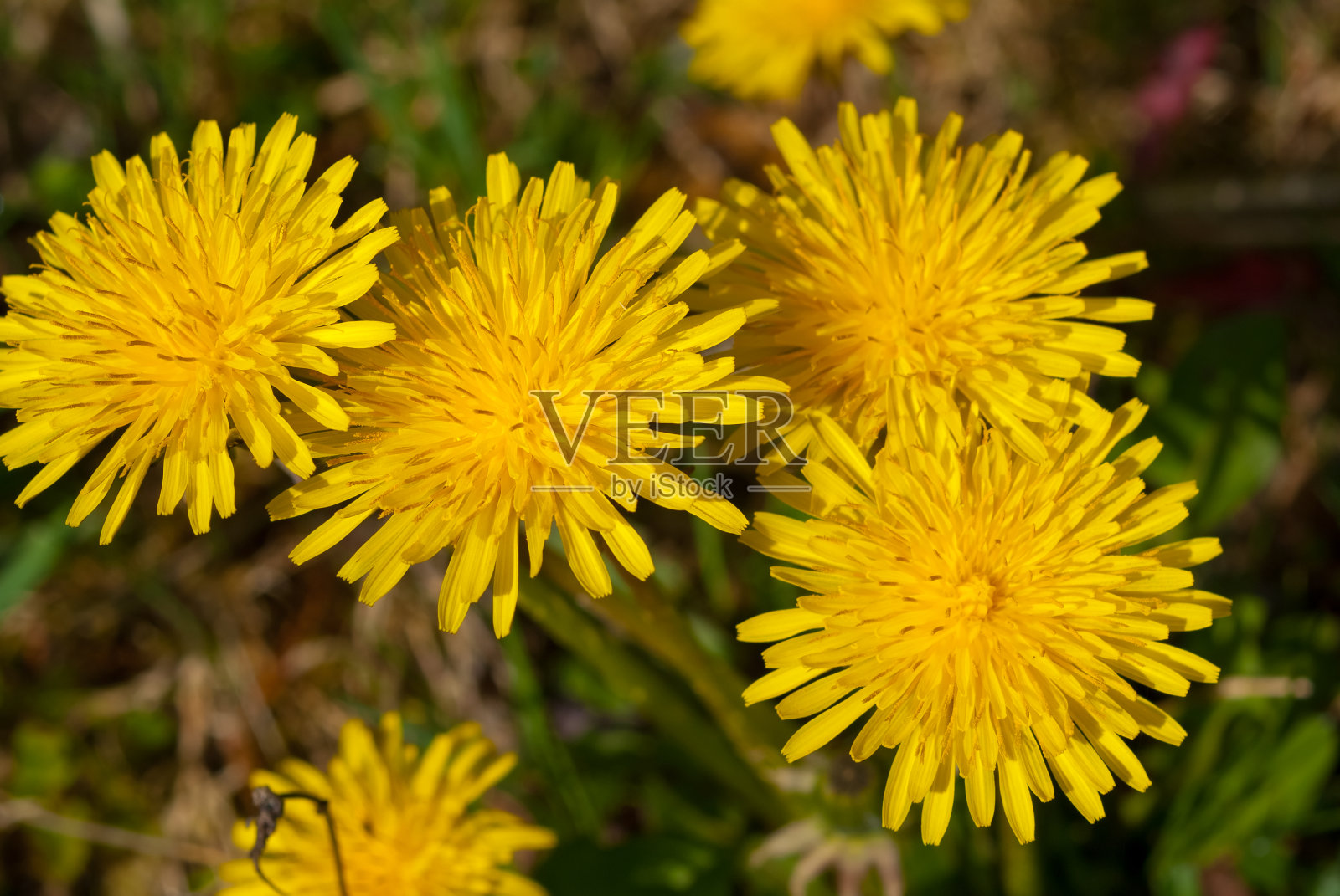 特写镜头黄色的蒲公英照片摄影图片