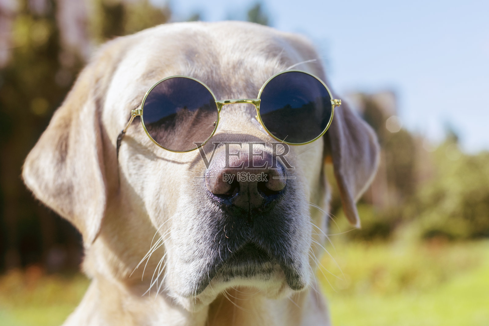 一个拉布拉多犬的肖像与眼镜的特写。照片摄影图片
