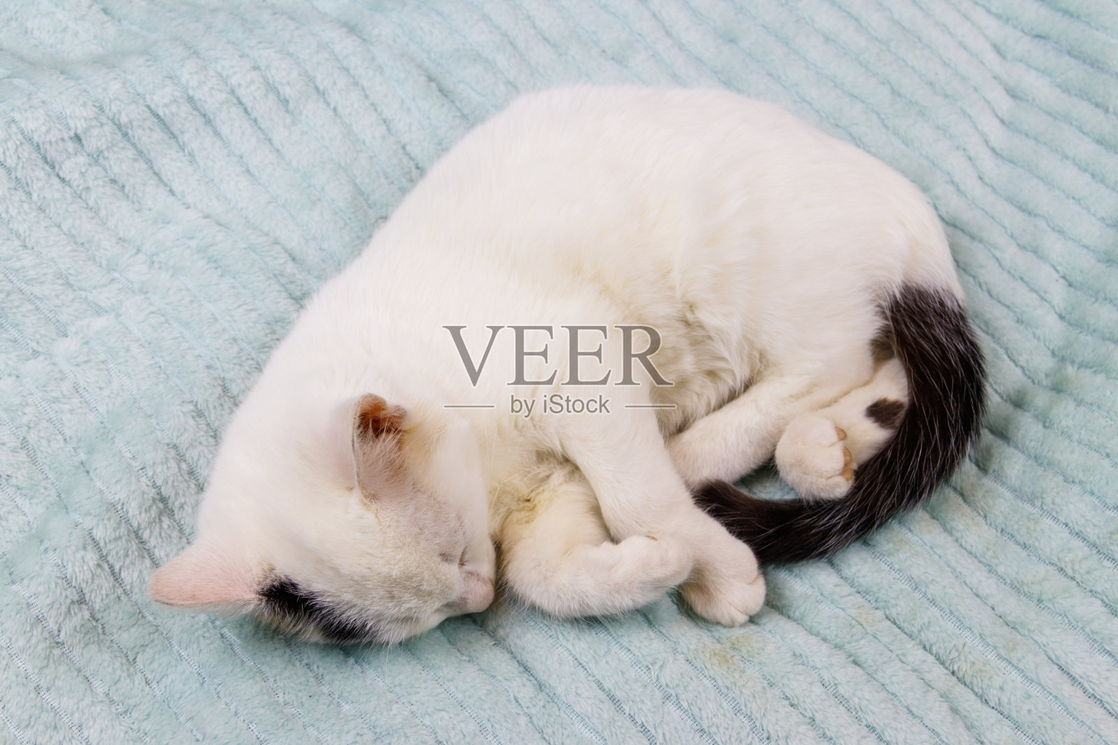 一只白色的猫在家里的床上照片摄影图片