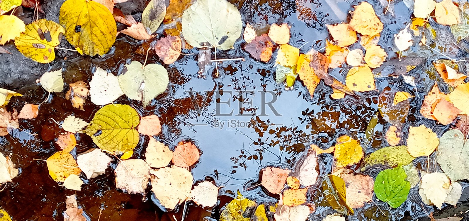 秋叶在水坑里。美丽的秋天明亮的气氛形象。生动的秋叶在水的背景。秋季的背景概念。秋天的雨天。浅深度。关闭了。照片摄影图片