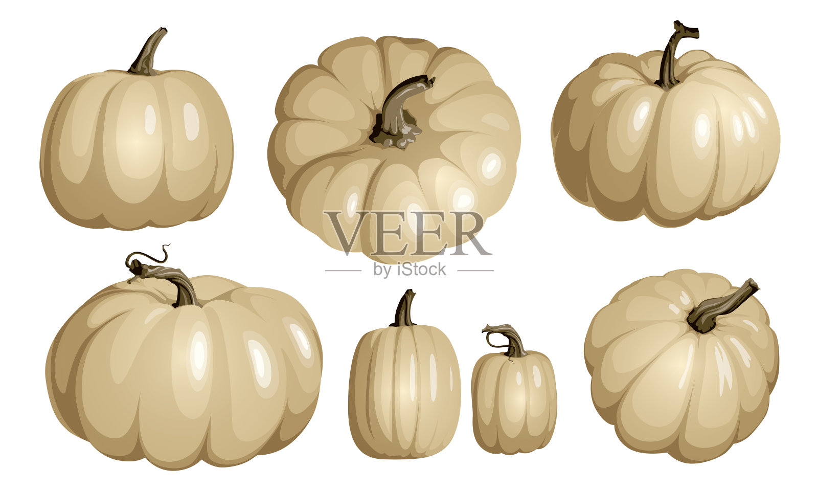 白色南瓜孤立在白色上。现实的向量南瓜。万圣节和感恩节装饰的白色南瓜。设计元素图片