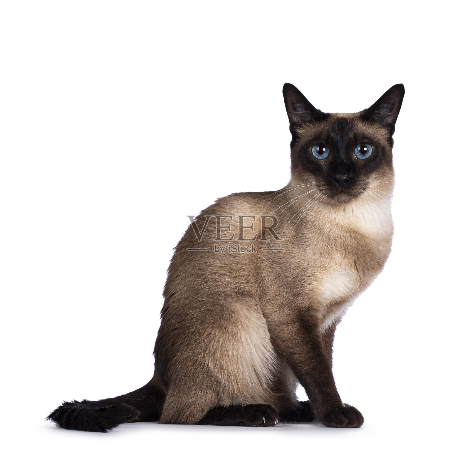 海豹泰国猫在白色的背景照片摄影图片