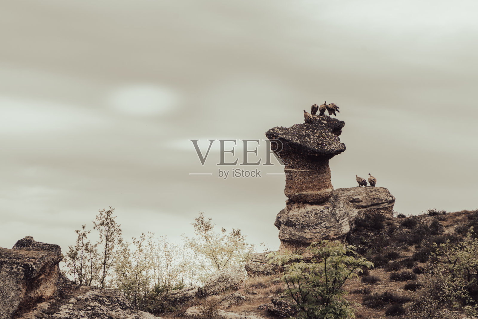 秃鹫等照片摄影图片