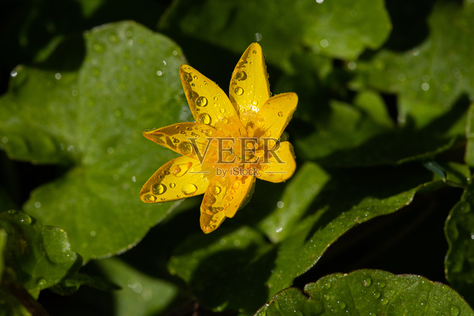 黄色的花长在花坛春天，美丽的光落照片摄影图片