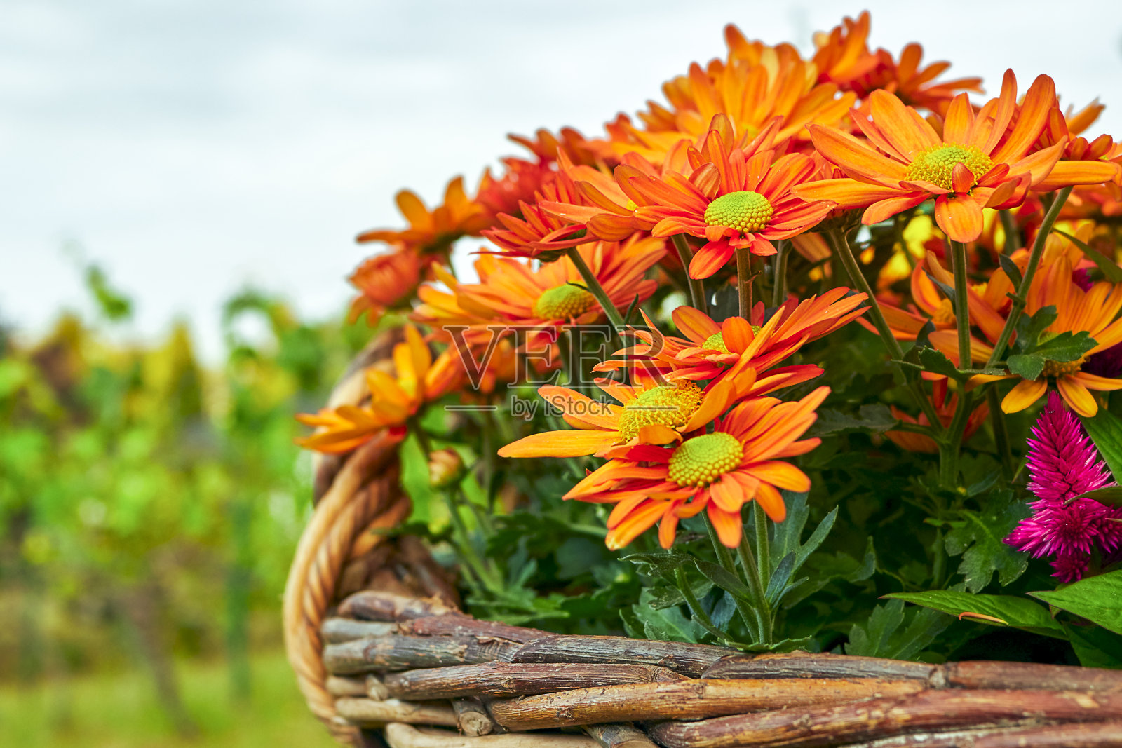 柳条篮子里的橙色非洲菊照片摄影图片