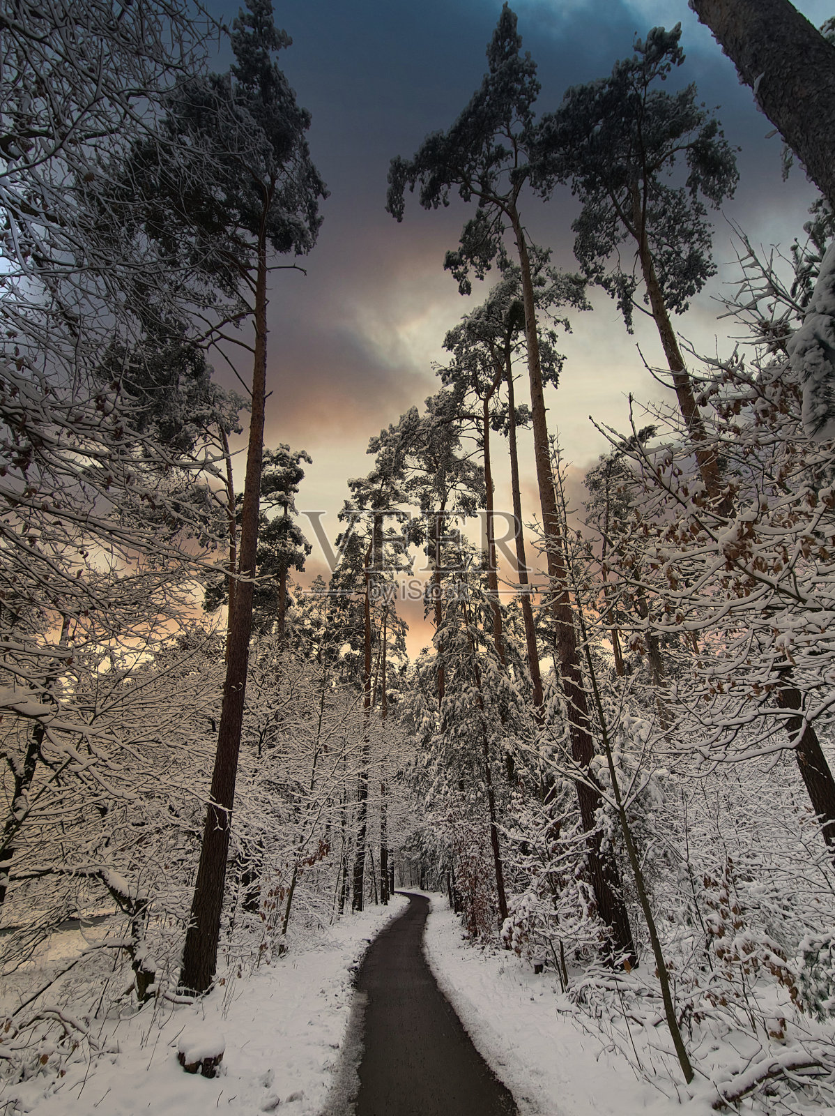 森林中的日落照片摄影图片