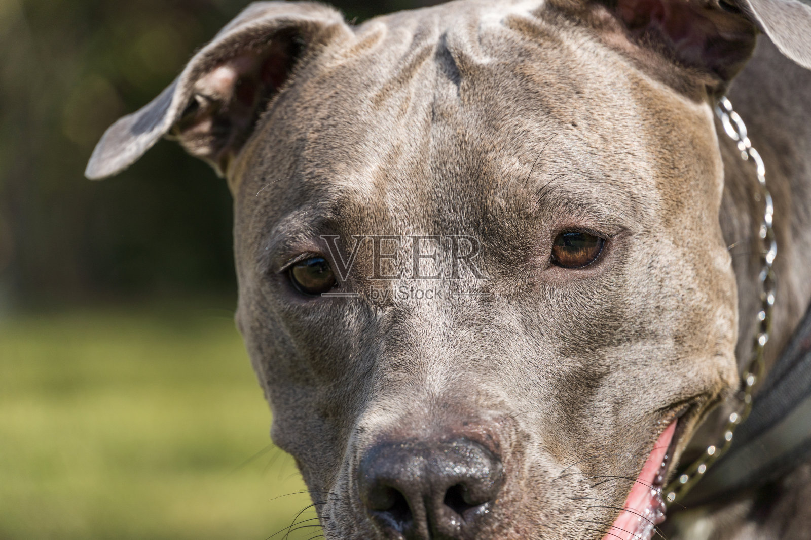 日落时分，斗牛犬在开阔的田野里玩耍。斗牛蓝鼻子在阳光明媚的日子与绿色的草和美丽的景色在背景。有选择性的重点照片摄影图片