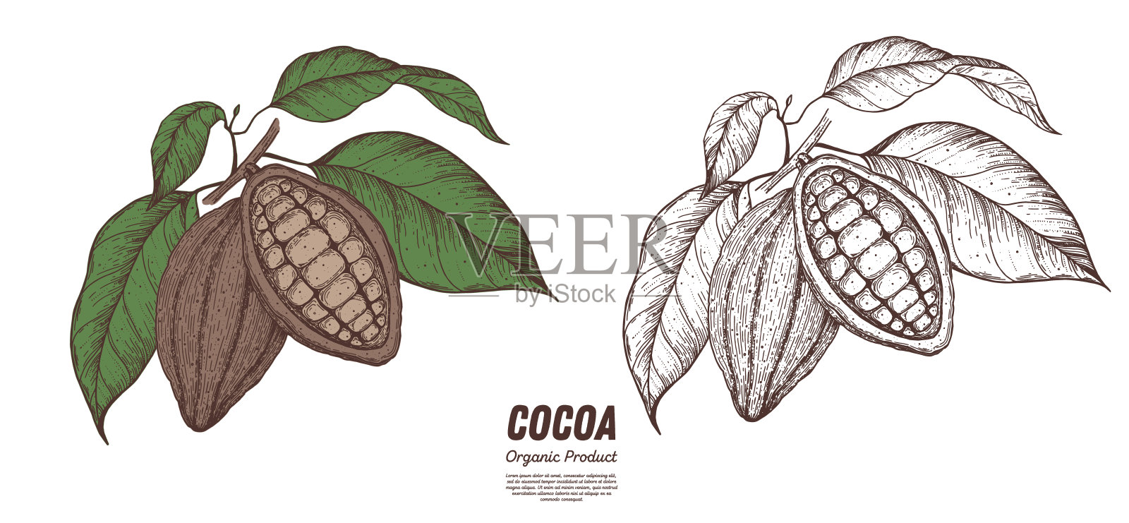 可可豆矢量插图。手绘草图。巧克力的设计。巧克力豆。的插图。插画图片素材