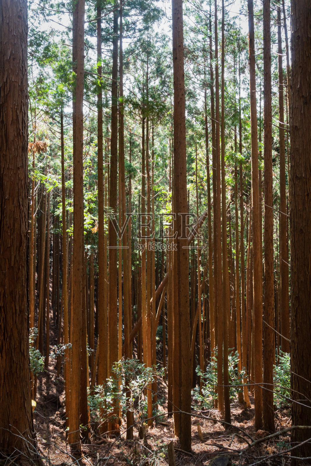 日本熊野神道赛道上的高大树木。垂直格式。熊野小堂是一系列古老的朝圣路线，纵横交错于日本最大的Kii Hanto半岛。照片摄影图片