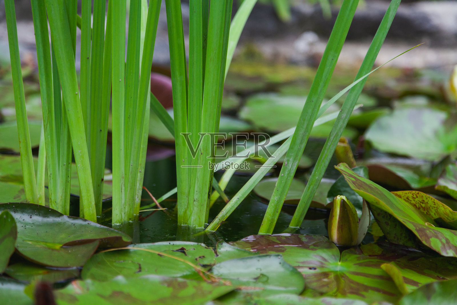 绿色芦苇茎长出水面特写照片摄影图片