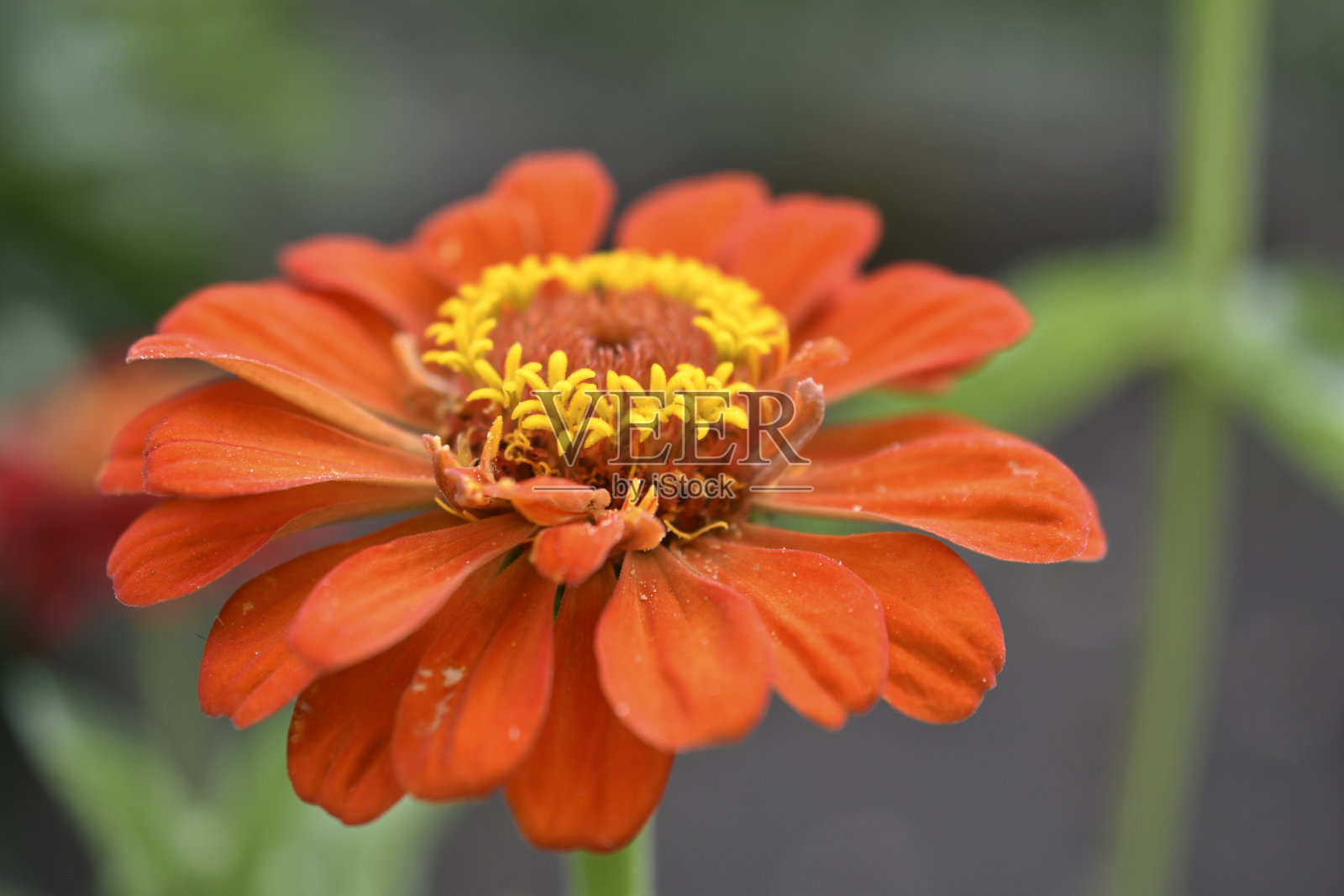 五彩缤纷的百日花优雅地摆放在花园里照片摄影图片