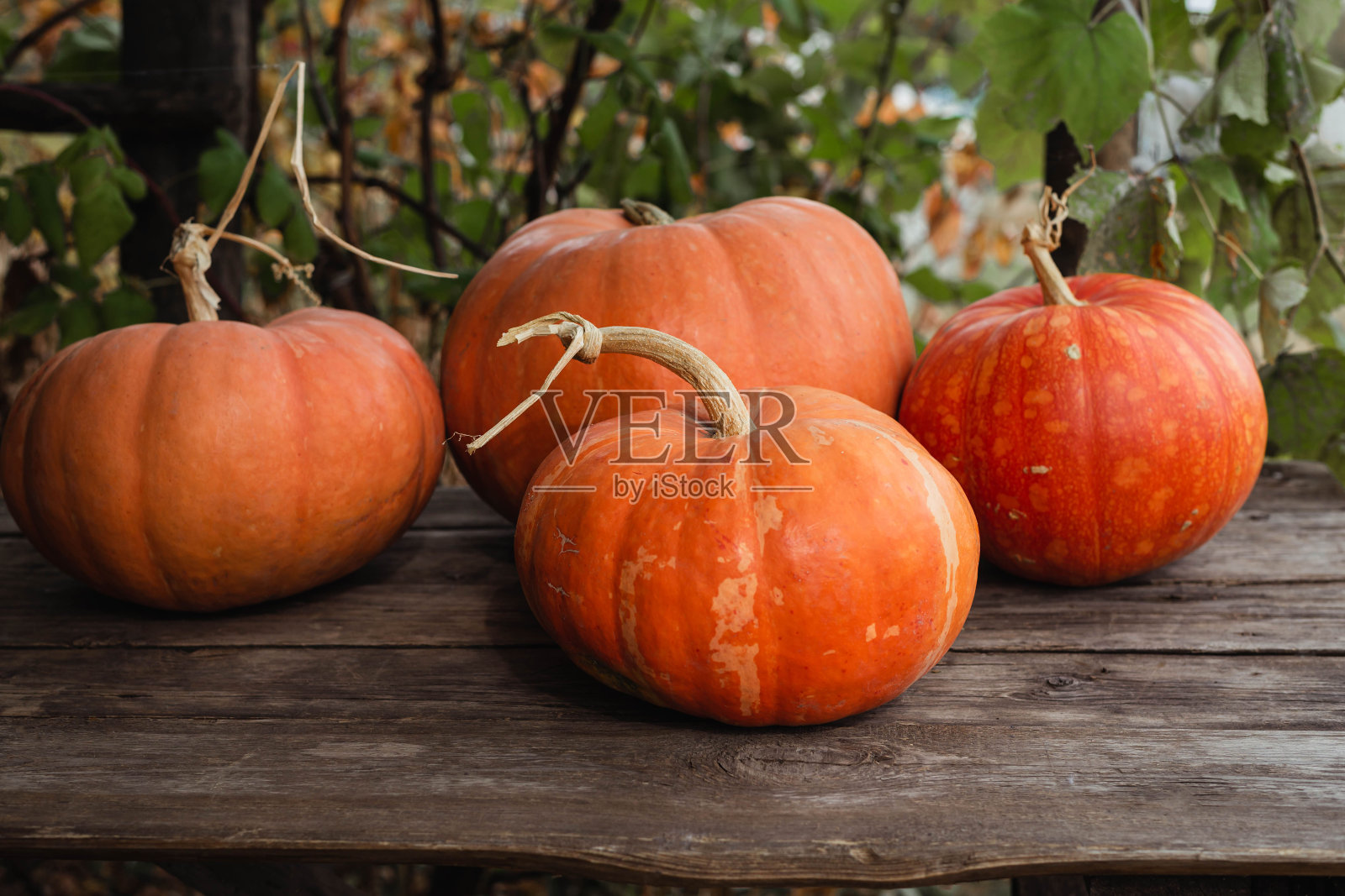 南瓜木桌子上的万圣节，感恩节。收割。照片摄影图片
