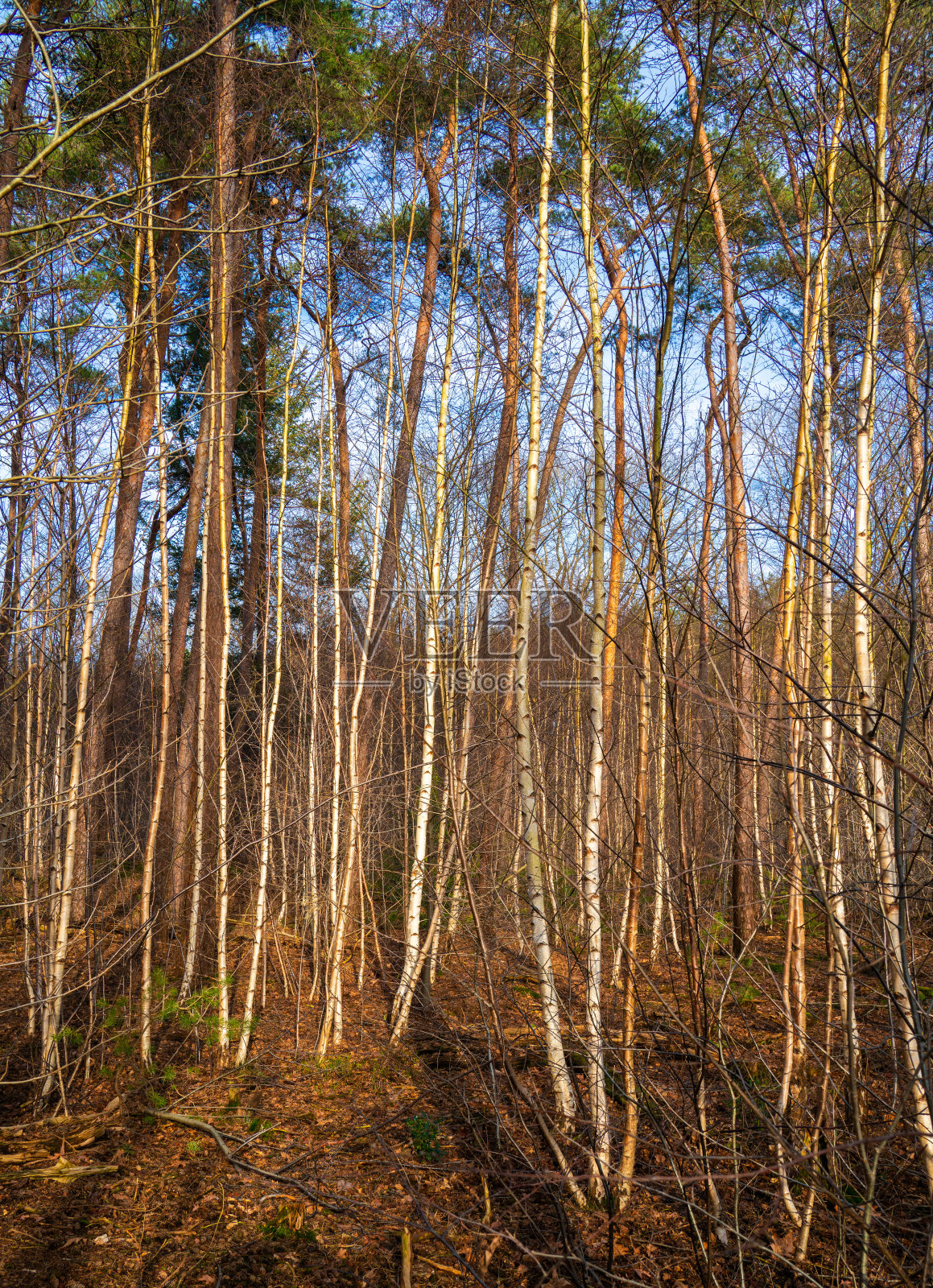 一群年轻的桦树照片摄影图片
