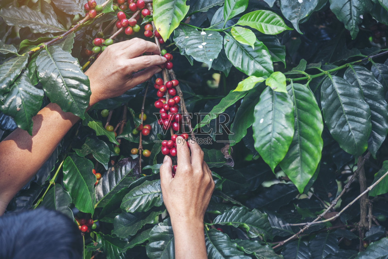 曼手收获咖啡豆成熟红莓种植新鲜种子咖啡树生长在绿色生态有机农场。近手收获红熟咖啡种子罗布斯塔·阿拉比卡浆果收获咖啡农场照片摄影图片