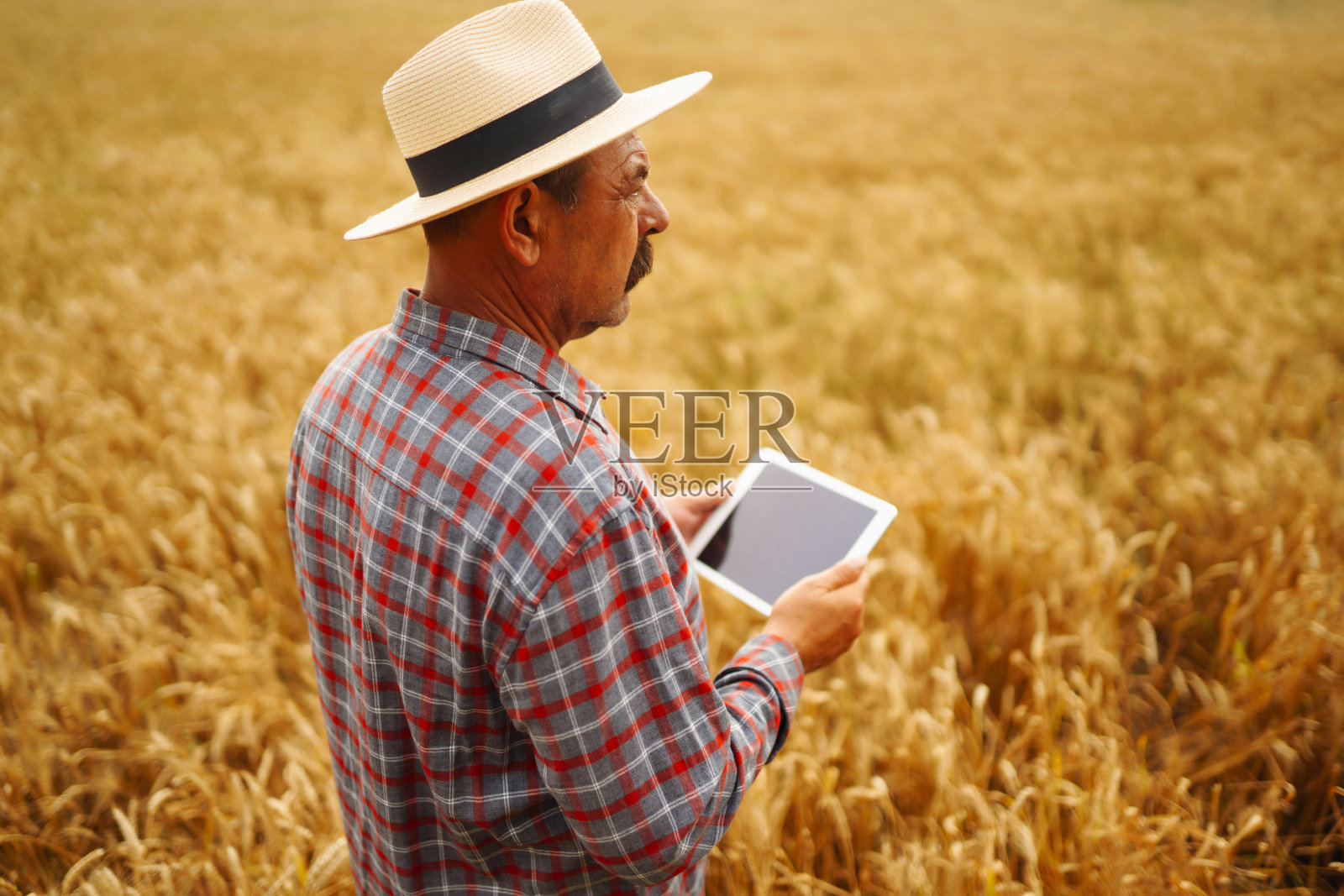 农民在帽子里查看麦田的进展，拿着写字板上网。照片摄影图片