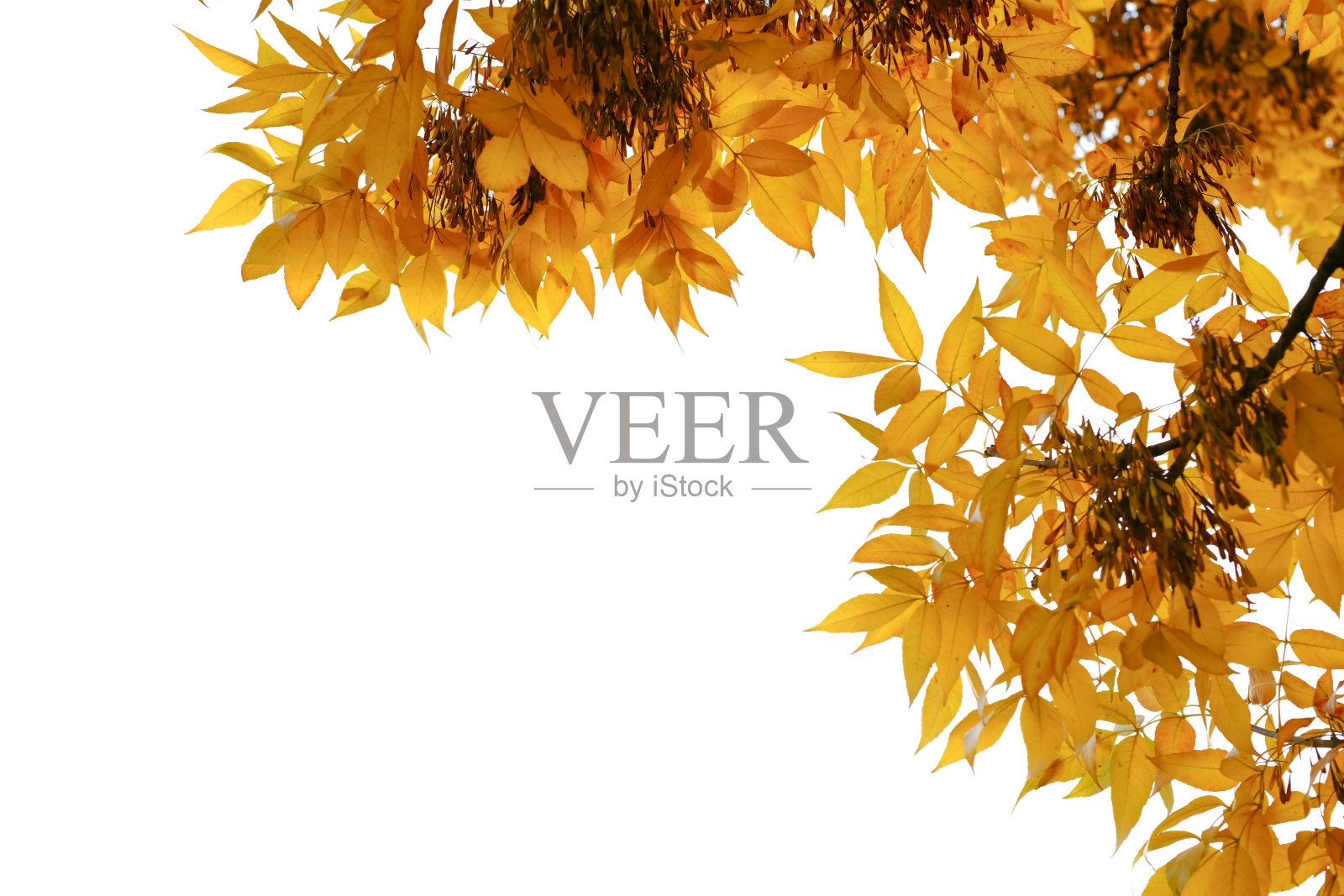 秋天黄叶白照片摄影图片