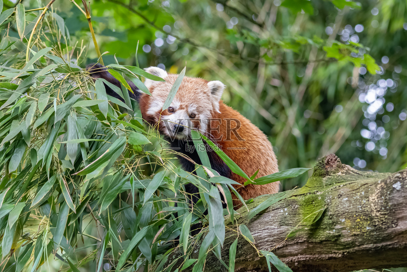 一只小熊猫，Ailurus fulgens照片摄影图片