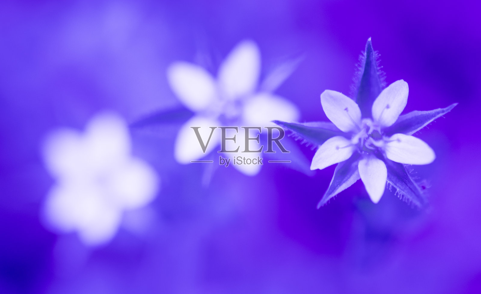 三朵白色花瓣的花由前到后排列，由清晰到模糊。紫色的效果。照片摄影图片