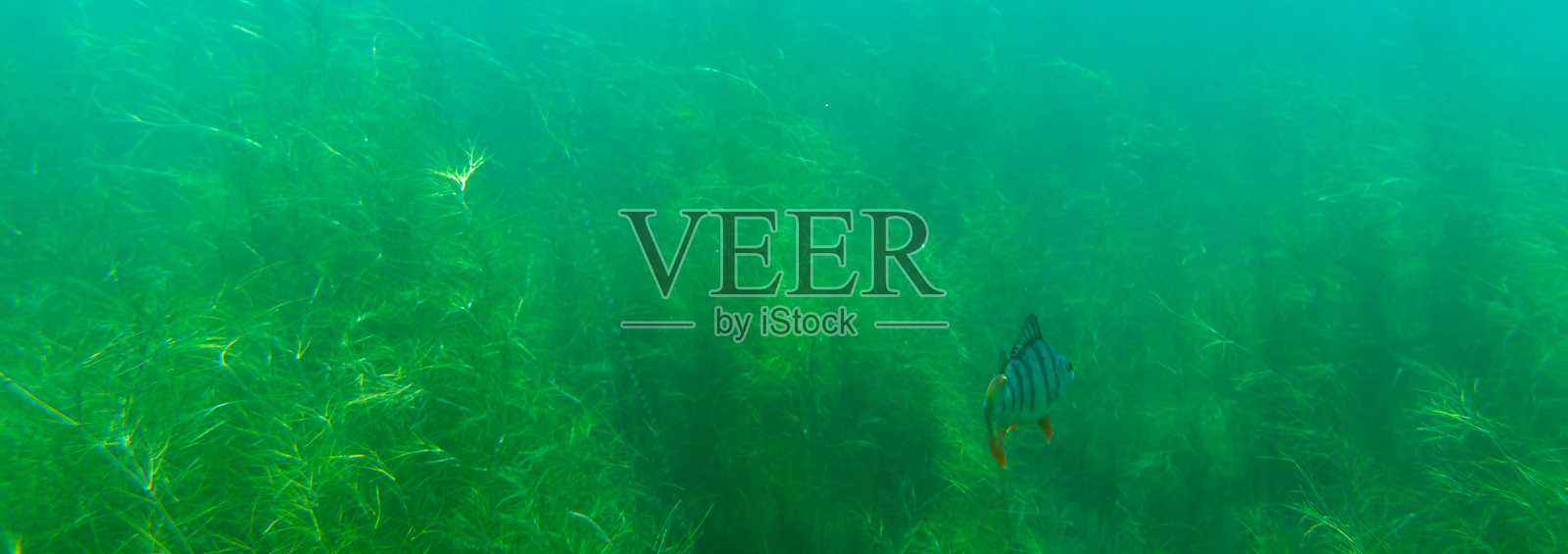 欧洲人(Perca fluviatilis)照片摄影图片