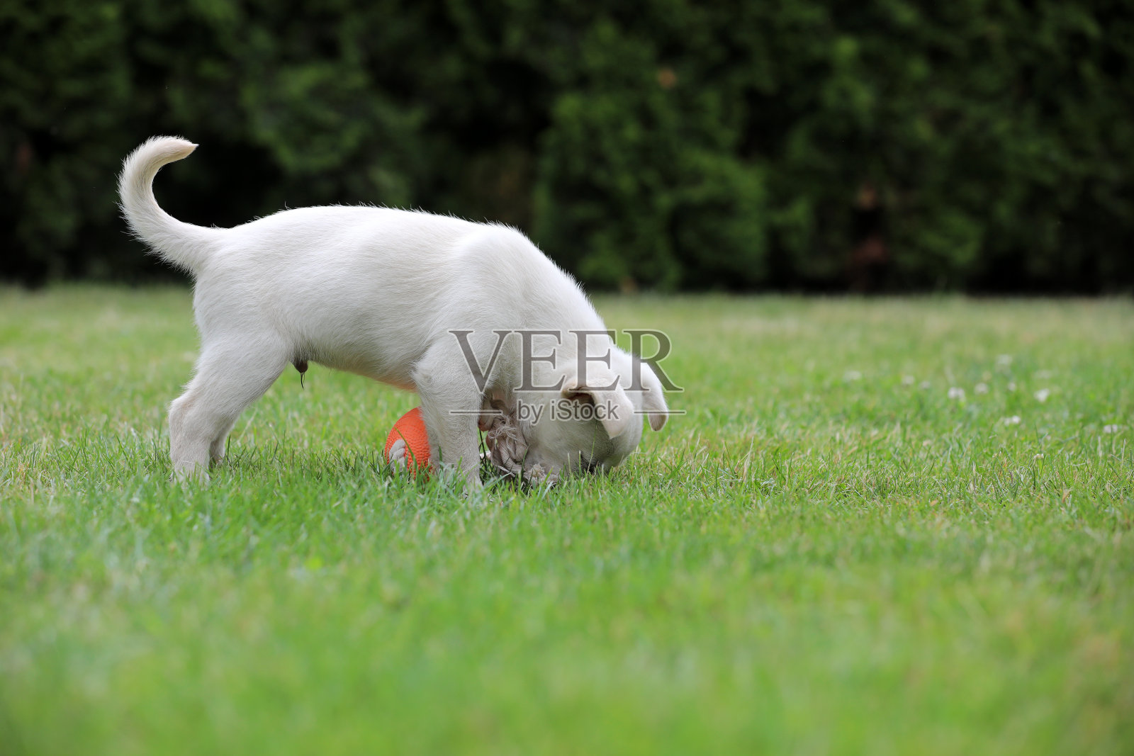 美丽的拉布拉多犬幼崽摆姿势拍照照片摄影图片