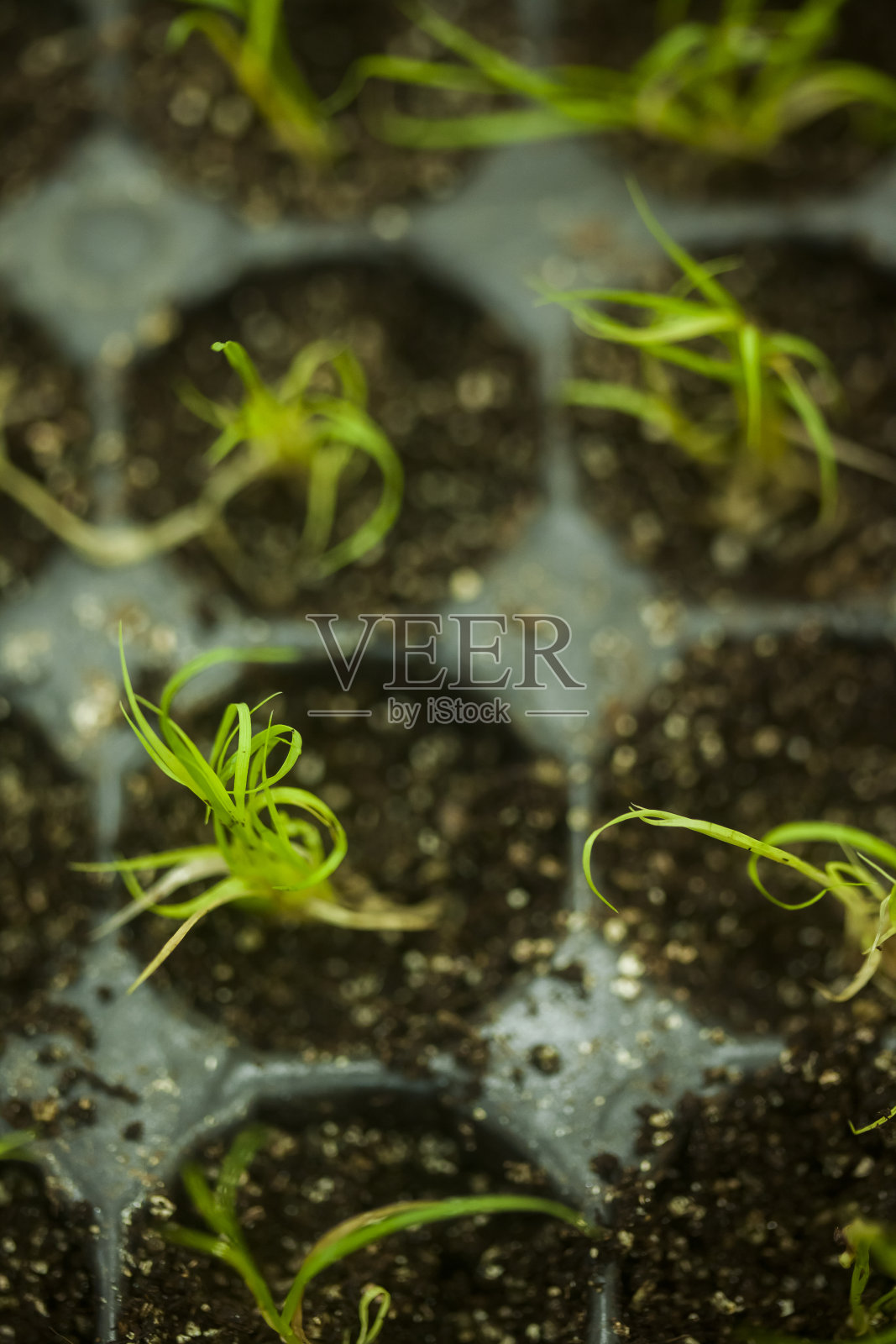 温室照片摄影图片